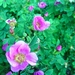 <p><strong>Rosa nutkana - Nootka Rose</strong></p><p><strong>Light: </strong><img src="https://champoegnursery.com/wp-content/uploads/2014/09/icon_full_sun.gif"/> / <img src="https://champoegnursery.com/wp-content/uploads/2014/09/icon_partial_shade.gif"/></p><p> <strong>Water: <img src="https://champoegnursery.com/wp-content/uploads/2014/09/icon_dry.gif"/> / <img src="https://champoegnursery.com/wp-content/uploads/2014/09/icon_moist.gif"/></p> <p> Max Height: </strong> 6 ft. <strong> Max Width: </strong> 4 ft. </p><p><strong>Description: </strong>This deciduous shrub has pink flowers that are about 2 inches across followed by large, showy red hips.  It grows in dry or moist soils and prefers full sun to partial shade. <strong>Zone: </strong>  3-6</p><p><img src="https://champoegnursery.com/wp-content/uploads/2014/09/icon_butterfly.gif"/>    <img src="https://champoegnursery.com/wp-content/uploads/2014/09/icon_wildlife.gif"/></p>