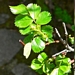 <p><strong>Rosa pisocarpa - Clustered Wild Rose</strong></p><p><strong>Light: </strong><img src="https://champoegnursery.com/wp-content/uploads/2014/09/icon_full_sun.gif"/> / <img src="https://champoegnursery.com/wp-content/uploads/2014/09/icon_partial_shade.gif"/></p><p> <strong>Water: <img src="https://champoegnursery.com/wp-content/uploads/2014/09/icon_wet.gif"/> / <img src="https://champoegnursery.com/wp-content/uploads/2014/09/icon_moist.gif"/></p> <p> Max Height: </strong> 6 ft. <strong> Max Width: </strong> 4 ft. </p><p><strong>Description: </strong>This rose has small pink flowers in clusters in May followed by purplish pear-shaped hips. <strong>Zone: </strong> 6</p><p><img src="https://champoegnursery.com/wp-content/uploads/2014/09/icon_butterfly.gif"/>    <img src="https://champoegnursery.com/wp-content/uploads/2014/09/icon_wildlife.gif"/></p>