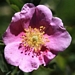 <p><strong>Rosa woodsii - Wood Rose</strong></p><p><strong>Light: </strong><img src="https://champoegnursery.com/wp-content/uploads/2014/09/icon_full_sun.gif"/> / <img src="https://champoegnursery.com/wp-content/uploads/2014/09/icon_partial_shade.gif"/></p><p> <strong>Water: <img src="https://champoegnursery.com/wp-content/uploads/2014/09/icon_dry.gif"/></p> <p> Max Height: </strong> 7 ft. <strong> Max Width: </strong> 4 ft. </p><p><strong>Description: </strong>This rose produces small pink flowers in clusters followed by bright red hips in the fall. <strong>Zone: </strong>  3-6</p><p><img src="https://champoegnursery.com/wp-content/uploads/2014/09/icon_butterfly.gif"/>    <img src="https://champoegnursery.com/wp-content/uploads/2014/09/icon_wildlife.gif"/></p>