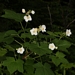 <p><strong>Rubus parviflorus - Thimbleberry</strong></p><p><strong>Light: </strong><img src="https://champoegnursery.com/wp-content/uploads/2014/09/icon_full_sun.gif"/> / <img src="https://champoegnursery.com/wp-content/uploads/2014/09/icon_partial_shade.gif"/></p><p> <strong>Water: <img src="https://champoegnursery.com/wp-content/uploads/2014/09/icon_dry.gif"/> / <img src="https://champoegnursery.com/wp-content/uploads/2014/09/icon_moist.gif"/></p> <p> Max Height: </strong> 6 ft. <strong> Max Width: </strong> 3 ft. </p><p><strong>Description: </strong>This deciduous shrub has large, soft leaves and produces large single white flowers in spring that turn to orange-red berries.  It will form dense thickets.  It prefers partial shade and any soil. <strong>Zone: </strong>  3-7</p><p><img src="https://champoegnursery.com/wp-content/uploads/2014/09/icon_butterfly.gif"/>    <img src="https://champoegnursery.com/wp-content/uploads/2014/09/icon_wildlife.gif"/></p>