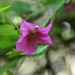 <p><strong>Rubus spectabilis - Salmonberry</strong></p><p><strong>Light: </strong><img src="https://champoegnursery.com/wp-content/uploads/2014/09/icon_full_shade.gif"/> / <img src="https://champoegnursery.com/wp-content/uploads/2014/09/icon_partial_shade.gif"/></p><p> <strong>Water: <img src="https://champoegnursery.com/wp-content/uploads/2014/09/icon_wet.gif"/> / <img src="https://champoegnursery.com/wp-content/uploads/2014/09/icon_moist.gif"/></p> <p> Max Height: </strong> 7 ft. <strong> Max Width: </strong> 6 ft. </p><p><strong>Description: </strong>This deciduous shrub produces pink flowers early in the spring which turn to orange-yellow berries in the summer.  It prefers partial shade and moist soils. <strong>Zone: </strong> 7</p><p><img src="https://champoegnursery.com/wp-content/uploads/2014/09/icon_butterfly.gif"/>    <img src="https://champoegnursery.com/wp-content/uploads/2014/09/icon_wildlife.gif"/></p>