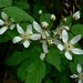 <p><strong>Rubus ursinus - Trailing Blackberry</strong></p><p><strong>Light: </strong><img src="https://champoegnursery.com/wp-content/uploads/2014/09/icon_full_sun.gif"/> / <img src="https://champoegnursery.com/wp-content/uploads/2014/09/icon_partial_shade.gif"/></p><p> <strong>Water: <img src="https://champoegnursery.com/wp-content/uploads/2014/09/icon_moist.gif"/></p> <p> Max Height: </strong> 12 in. <strong> Max Width: </strong> 6 ft. </p><p><strong>Description: </strong>A deciduous vine which spreads easily along the ground in full sun to partial shade, has numerous edible black berries in summer. <strong>Zone: </strong>  5-10</p><p><img src="https://champoegnursery.com/wp-content/uploads/2014/09/icon_butterfly.gif"/>    <img src="https://champoegnursery.com/wp-content/uploads/2014/09/icon_wildlife.gif"/></p>