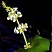 <p><strong>Sagittaria latifolia - Wapato</strong></p><p><strong>Light: </strong><img src="https://champoegnursery.com/wp-content/uploads/2014/09/icon_full_sun.gif"/> / <img src="https://champoegnursery.com/wp-content/uploads/2014/09/icon_partial_shade.gif"/></p><p> <strong>Water: <img src="https://champoegnursery.com/wp-content/uploads/2014/09/icon_wet.gif"/></p> <p> Max Height: </strong> 36  in. <strong> Max Width: </strong> 24  in. </p><p><strong>Description: </strong>This perennial has arrowhead-shaped leaves and produces white flowers with only three petals.  The rhizomes and tubers were eaten by Native peoples. <strong>Zone: </strong>  7-9</p><p><img src="https://champoegnursery.com/wp-content/uploads/2014/09/icon_butterfly.gif"/>    <img src="https://champoegnursery.com/wp-content/uploads/2014/09/icon_wildlife.gif"/></p>