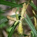 <p><strong>Salix exigua - Coyote Willow</strong></p><p><strong>Light: </strong><img src="https://champoegnursery.com/wp-content/uploads/2014/09/icon_full_sun.gif"/> / <img src="https://champoegnursery.com/wp-content/uploads/2014/09/icon_partial_shade.gif"/></p><p> <strong>Water: <img src="https://champoegnursery.com/wp-content/uploads/2014/09/icon_wet.gif"/> / <img src="https://champoegnursery.com/wp-content/uploads/2014/09/icon_moist.gif"/></p> <p> Max Height: </strong> 12 ft. <strong> Max Width: </strong> 6 ft. </p><p><strong>Description: </strong>Deciduous shrub or small tree with narrow leaves and attractive catkins. <strong>Zone: </strong>  7-9</p><p><img src="https://champoegnursery.com/wp-content/uploads/2014/09/icon_butterfly.gif"/>    <img src="https://champoegnursery.com/wp-content/uploads/2014/09/icon_wildlife.gif"/></p>