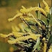 <p><strong>Salix fluviatilis - Columbia River Willow</strong></p><p><strong>Light: </strong><img src="https://champoegnursery.com/wp-content/uploads/2014/09/icon_full_sun.gif"/> / <img src="https://champoegnursery.com/wp-content/uploads/2014/09/icon_partial_shade.gif"/></p><p> <strong>Water: <img src="https://champoegnursery.com/wp-content/uploads/2014/09/icon_wet.gif"/> / <img src="https://champoegnursery.com/wp-content/uploads/2014/09/icon_moist.gif"/></p> <p> Max Height: </strong> 18 ft. <strong> Max Width: </strong> 10 ft. </p><p><strong>Description: </strong>Deciduous shrub or small tree with narrow leaves and attractive catkins. <strong>Zone: </strong>  7-9</p><p><img src="https://champoegnursery.com/wp-content/uploads/2014/09/icon_butterfly.gif"/>    <img src="https://champoegnursery.com/wp-content/uploads/2014/09/icon_wildlife.gif"/></p>