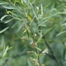 <p><strong>Salix geyeriana - Geyer Willow</strong></p><p><strong>Light: </strong><img src="https://champoegnursery.com/wp-content/uploads/2014/09/icon_full_sun.gif"/> / <img src="https://champoegnursery.com/wp-content/uploads/2014/09/icon_partial_shade.gif"/></p><p> <strong>Water: <img src="https://champoegnursery.com/wp-content/uploads/2014/09/icon_wet.gif"/> / <img src="https://champoegnursery.com/wp-content/uploads/2014/09/icon_moist.gif"/></p> <p> Max Height: </strong> 18 ft. <strong> Max Width: </strong> 10 ft. </p><p><strong>Description: </strong>Deciduous shrub or small tree with narrow leaves and attractive catkins. <strong>Zone: </strong>  7-9</p><p><img src="https://champoegnursery.com/wp-content/uploads/2014/09/icon_butterfly.gif"/>    <img src="https://champoegnursery.com/wp-content/uploads/2014/09/icon_wildlife.gif"/></p>