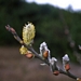 <p><strong>Salix hookeriana - Hooker Willow</strong></p><p><strong>Light: </strong><img src="https://champoegnursery.com/wp-content/uploads/2014/09/icon_full_sun.gif"/> / <img src="https://champoegnursery.com/wp-content/uploads/2014/09/icon_partial_shade.gif"/></p><p> <strong>Water: <img src="https://champoegnursery.com/wp-content/uploads/2014/09/icon_wet.gif"/> / <img src="https://champoegnursery.com/wp-content/uploads/2014/09/icon_moist.gif"/></p> <p> Max Height: </strong> 15 ft. <strong> Max Width: </strong> 20 ft. </p><p><strong>Description: </strong>This large shrub or small tree is fairly fast growing and is excellent for stabilizing slopes.  Showy catkins in spring. <strong>Zone: </strong>  2-7</p><p><img src="https://champoegnursery.com/wp-content/uploads/2014/09/icon_butterfly.gif"/>    <img src="https://champoegnursery.com/wp-content/uploads/2014/09/icon_wildlife.gif"/></p>