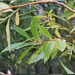 <p><strong>Salix lasiandra - Pacific Willow</strong></p><p><strong>Light: </strong><img src="https://champoegnursery.com/wp-content/uploads/2014/09/icon_full_sun.gif"/> / <img src="https://champoegnursery.com/wp-content/uploads/2014/09/icon_partial_shade.gif"/></p><p> <strong>Water: <img src="https://champoegnursery.com/wp-content/uploads/2014/09/icon_wet.gif"/> / <img src="https://champoegnursery.com/wp-content/uploads/2014/09/icon_moist.gif"/></p> <p> Max Height: </strong> 30 ft. <strong> Max Width: </strong> 10 ft. </p><p><strong>Description: </strong>This small tree to large shrub has yellow/green bark and elongated leaves.  Its branches and root systems are flexible.  It is fast growing and has showy catkins in spring. <strong>Zone: </strong>  2-7</p><p><img src="https://champoegnursery.com/wp-content/uploads/2014/09/icon_butterfly.gif"/>    <img src="https://champoegnursery.com/wp-content/uploads/2014/09/icon_wildlife.gif"/></p>