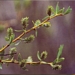 <p><strong>Salix lemmonii - Lemon Willow</strong></p><p><strong>Light: </strong><img src="https://champoegnursery.com/wp-content/uploads/2014/09/icon_full_sun.gif"/> / <img src="https://champoegnursery.com/wp-content/uploads/2014/09/icon_partial_shade.gif"/></p><p> <strong>Water: <img src="https://champoegnursery.com/wp-content/uploads/2014/09/icon_wet.gif"/> / <img src="https://champoegnursery.com/wp-content/uploads/2014/09/icon_moist.gif"/></p> <p> Max Height: </strong> 15 ft. <strong> Max Width: </strong> 6 ft. </p><p><strong>Description: </strong>Deciduous shrub ranging from 5 to 15 feet tall with attractive catkins. <strong>Zone: </strong>  7-9</p><p><img src="https://champoegnursery.com/wp-content/uploads/2014/09/icon_butterfly.gif"/>    <img src="https://champoegnursery.com/wp-content/uploads/2014/09/icon_wildlife.gif"/></p>