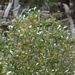 <p><strong>Salix scouleriana - Scouler Willow</strong></p><p><strong>Light: </strong><img src="https://champoegnursery.com/wp-content/uploads/2014/09/icon_full_sun.gif"/> / <img src="https://champoegnursery.com/wp-content/uploads/2014/09/icon_partial_shade.gif"/></p><p> <strong>Water: <img src="https://champoegnursery.com/wp-content/uploads/2014/09/icon_dry.gif"/> / <img src="https://champoegnursery.com/wp-content/uploads/2014/09/icon_moist.gif"/></p> <p> Max Height: </strong> 35 ft. <strong> Max Width: </strong> 10 ft. </p><p><strong>Description: </strong>This small deciduous tree  produces large catkins in spring and has elongated leaves.  Its branches and root systems are flexible.  It is fast growing. <strong>Zone: </strong>  2-7</p><p><img src="https://champoegnursery.com/wp-content/uploads/2014/09/icon_butterfly.gif"/>    <img src="https://champoegnursery.com/wp-content/uploads/2014/09/icon_wildlife.gif"/></p>