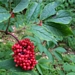 <p><strong>Sambucus racemosa - Red Elderberry</strong></p><p><strong>Light: </strong><img src="https://champoegnursery.com/wp-content/uploads/2014/09/icon_full_sun.gif"/> / <img src="https://champoegnursery.com/wp-content/uploads/2014/09/icon_partial_shade.gif"/></p><p> <strong>Water: <img src="https://champoegnursery.com/wp-content/uploads/2014/09/icon_dry.gif"/> / <img src="https://champoegnursery.com/wp-content/uploads/2014/09/icon_moist.gif"/></p> <p> Max Height: </strong> 20 ft. <strong> Max Width: </strong> 15 ft. </p><p><strong>Description: </strong>This deciduous tree or large shrub is similar to blue elderberry, but it has white flowers in dome-shaped clusters and red berries.  Its flowers and fruit appear earlier than on blue elderberry. <strong>Zone: </strong>  5-7</p><p><img src="https://champoegnursery.com/wp-content/uploads/2014/09/icon_butterfly.gif"/>    <img src="https://champoegnursery.com/wp-content/uploads/2014/09/icon_wildlife.gif"/></p>