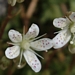 <p><strong>Saxifraga bronchialis - Matted Saxifrage</strong></p><p><strong>Light: </strong><img src="https://champoegnursery.com/wp-content/uploads/2014/09/icon_full_sun.gif"/> / <img src="https://champoegnursery.com/wp-content/uploads/2014/09/icon_partial_shade.gif"/></p><p> <strong>Water: <img src="https://champoegnursery.com/wp-content/uploads/2014/09/icon_dry.gif"/> / <img src="https://champoegnursery.com/wp-content/uploads/2014/09/icon_moist.gif"/></p> <p> Max Height: </strong> 6  in. <strong> Max Width: </strong> 4  in. </p><p><strong>Description: </strong>This perennial evergreen has low green foliage and produces a stem with a beautiful white flower speckled with purple. <strong>Zone: </strong>  7-9</p><p><img src="https://champoegnursery.com/wp-content/uploads/2014/09/icon_butterfly.gif"/>    </p>