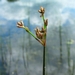 <p><strong>Scirpus acutus - Hardstem Bulrush</strong></p><p><strong>Light: </strong><img src="https://champoegnursery.com/wp-content/uploads/2014/09/icon_full_sun.gif"/> / <img src="https://champoegnursery.com/wp-content/uploads/2014/09/icon_partial_shade.gif"/></p><p> <strong>Water: <img src="https://champoegnursery.com/wp-content/uploads/2014/09/icon_wet.gif"/> / <img src="https://champoegnursery.com/wp-content/uploads/2014/09/icon_moist.gif"/></p> <p> Max Height: </strong> 4 ft. <strong> Max Width: </strong> 2 ft. </p><p><strong>Description: </strong>This wetland plant has hard, round stems.  It grows in marshes and muddy areas and is good for filtration. <strong>Zone: </strong>  6-7</p><p>    <img src="https://champoegnursery.com/wp-content/uploads/2014/09/icon_wildlife.gif"/></p>