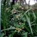 <p><strong>Scirpus microcarpus - Small-Fruited Bulrush</strong></p><p><strong>Light: </strong><img src="https://champoegnursery.com/wp-content/uploads/2014/09/icon_full_sun.gif"/> / <img src="https://champoegnursery.com/wp-content/uploads/2014/09/icon_partial_shade.gif"/></p><p> <strong>Water: <img src="https://champoegnursery.com/wp-content/uploads/2014/09/icon_wet.gif"/> / <img src="https://champoegnursery.com/wp-content/uploads/2014/09/icon_moist.gif"/></p> <p> Max Height: </strong> 5 ft. <strong> Max Width: </strong> 2 ft. </p><p><strong>Description: </strong>This wetland plant produces clusters of short spikelets and prefers swampy areas. <strong>Zone: </strong>  5-7</p><p>    <img src="https://champoegnursery.com/wp-content/uploads/2014/09/icon_wildlife.gif"/></p>