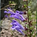 <p><strong>Scutellaria angustifolia - Narrow-leaved Skullcap</strong></p><p><strong>Light: </strong><img src="https://champoegnursery.com/wp-content/uploads/2014/09/icon_full_sun.gif"/> / <img src="https://champoegnursery.com/wp-content/uploads/2014/09/icon_partial_shade.gif"/></p><p> <strong>Water: <img src="https://champoegnursery.com/wp-content/uploads/2014/09/icon_dry.gif"/></p> <p> Max Height: </strong> 12  in. <strong> Max Width: </strong> 12  in. </p><p><strong>Description: </strong>This herbaceous plant produces many purple flowers and is aggressive and fast spreading. <strong>Zone: </strong>  7-9</p><p>    </p>