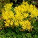 <p><strong>Sedum oreganum - Oregon Stonecrop</strong></p><p><strong>Light: </strong><img src="https://champoegnursery.com/wp-content/uploads/2014/09/icon_full_sun.gif"/> / <img src="https://champoegnursery.com/wp-content/uploads/2014/09/icon_partial_shade.gif"/></p><p> <strong>Water: <img src="https://champoegnursery.com/wp-content/uploads/2014/09/icon_dry.gif"/> / <img src="https://champoegnursery.com/wp-content/uploads/2014/09/icon_moist.gif"/></p> <p> Max Height: </strong> 3  in. <strong> Max Width: </strong> 12  in. </p><p><strong>Description: </strong>Perennial succulent herbaceous ground cover.  Its flowers are yellow turning to pink with age.  It most often occurs on rock ledges. <strong>Zone: </strong>  7-9</p><p><img src="https://champoegnursery.com/wp-content/uploads/2014/09/icon_butterfly.gif"/>    <img src="https://champoegnursery.com/wp-content/uploads/2014/09/icon_wildlife.gif"/></p>