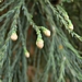 <p><strong>Sequoia sempervirens - Coast Redwood</strong></p><p><strong>Light: </strong><img src="https://champoegnursery.com/wp-content/uploads/2014/09/icon_full_sun.gif"/> / <img src="https://champoegnursery.com/wp-content/uploads/2014/09/icon_partial_shade.gif"/></p><p> <strong>Water: <img src="https://champoegnursery.com/wp-content/uploads/2014/09/icon_moist.gif"/></p> <p> Max Height: </strong> 370 ft. <strong> Max Width: </strong> 50 ft. </p><p><strong>Description: </strong>This evergreen tree has flat, soft needles and red bark. <strong>Zone: </strong> 6</p><p>    <img src="https://champoegnursery.com/wp-content/uploads/2014/09/icon_wildlife.gif"/></p>