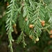 <p><strong>Sequoiadendron giganteum - Giant Sequoia</strong></p><p><strong>Light: </strong><img src="https://champoegnursery.com/wp-content/uploads/2014/09/icon_full_sun.gif"/> / <img src="https://champoegnursery.com/wp-content/uploads/2014/09/icon_partial_shade.gif"/></p><p> <strong>Water: <img src="https://champoegnursery.com/wp-content/uploads/2014/09/icon_moist.gif"/></p> <p> Max Height: </strong> 300 ft. <strong> Max Width: </strong> 50 ft. </p><p><strong>Description: </strong>An evergreen tree with blue-green, scale-like, sharp needles. <strong>Zone: </strong> 2</p><p>    <img src="https://champoegnursery.com/wp-content/uploads/2014/09/icon_wildlife.gif"/></p>