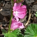 <p><strong>Sidalcea virgata - Rose Checkermallow</strong></p><p><strong>Light: </strong><img src="https://champoegnursery.com/wp-content/uploads/2014/09/icon_full_sun.gif"/> / <img src="https://champoegnursery.com/wp-content/uploads/2014/09/icon_partial_shade.gif"/></p><p> <strong>Water: <img src="https://champoegnursery.com/wp-content/uploads/2014/09/icon_wet.gif"/> / <img src="https://champoegnursery.com/wp-content/uploads/2014/09/icon_moist.gif"/></p> <p> Max Height: </strong> 4 ft. <strong> Max Width: </strong> 1 ft. </p><p><strong>Description: </strong>A herbaceous perennial with rose pink flowering spikes from May to June. Grows well in wetland areas <strong>Zone: </strong>  7-8</p><p><img src="https://champoegnursery.com/wp-content/uploads/2014/09/icon_butterfly.gif"/>    </p>