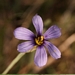 <p><strong>Sisyrinchium bellum - Blue-Eyed Grass</strong></p><p><strong>Light: </strong><img src="https://champoegnursery.com/wp-content/uploads/2014/09/icon_full_sun.gif"/> / <img src="https://champoegnursery.com/wp-content/uploads/2014/09/icon_partial_shade.gif"/></p><p> <strong>Water: <img src="https://champoegnursery.com/wp-content/uploads/2014/09/icon_wet.gif"/> / <img src="https://champoegnursery.com/wp-content/uploads/2014/09/icon_moist.gif"/></p> <p> Max Height: </strong> 12  in. <strong> Max Width: </strong> 6  in. </p><p><strong>Description: </strong>Also called sisyrinchium idahoense (Narrow-Leaf Blue-Eyed Grass.) A small perennial with numerous dainty blue flowers that spreads easily by seed, thrives in moist or wet soil.  This herbaceous perennial reaches 1 foot in height.  It has blue/purple flowers with yellow centers which bloom from March to June.  It prefers moist to wet soils. <strong>Zone: </strong>  7-9</p><p><img src="https://champoegnursery.com/wp-content/uploads/2014/09/icon_butterfly.gif"/>    </p>