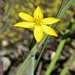 <p><strong>Sisyrinchium californicum - Yellow-Eyed Grass</strong></p><p><strong>Light: </strong><img src="https://champoegnursery.com/wp-content/uploads/2014/09/icon_full_sun.gif"/> / <img src="https://champoegnursery.com/wp-content/uploads/2014/09/icon_partial_shade.gif"/></p><p> <strong>Water: <img src="https://champoegnursery.com/wp-content/uploads/2014/09/icon_wet.gif"/> / <img src="https://champoegnursery.com/wp-content/uploads/2014/09/icon_moist.gif"/></p> <p> Max Height: </strong> 12  in. <strong> Max Width: </strong> 6  in. </p><p><strong>Description: </strong>This herbaceous perennial has lightly veined, bright yellow flowers which close by mid-day. <strong>Zone: </strong>  7-9</p><p><img src="https://champoegnursery.com/wp-content/uploads/2014/09/icon_butterfly.gif"/>    </p>