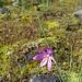 <p><strong>Sisyrinchium douglasii - Grass-widow</strong></p><p><strong>Light: </strong><img src="https://champoegnursery.com/wp-content/uploads/2014/09/icon_full_sun.gif"/> / <img src="https://champoegnursery.com/wp-content/uploads/2014/09/icon_partial_shade.gif"/></p><p> <strong>Water: <img src="https://champoegnursery.com/wp-content/uploads/2014/09/icon_dry.gif"/></p> <p> Max Height: </strong> 12  in. <strong> Max Width: </strong> 6  in. </p><p><strong>Description: </strong>This herbaceous perennial is also known as Olsynium douglasii.  It produces vibrant purple flowers and dark green foliage. <strong>Zone: </strong>  7-9</p><p><img src="https://champoegnursery.com/wp-content/uploads/2014/09/icon_butterfly.gif"/>    </p>