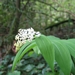 <p><strong>Smilacina racemosa - False Solomon Seal</strong></p><p><strong>Light: </strong><img src="https://champoegnursery.com/wp-content/uploads/2014/09/icon_full_shade.gif"/> / <img src="https://champoegnursery.com/wp-content/uploads/2014/09/icon_partial_shade.gif"/></p><p> <strong>Water: <img src="https://champoegnursery.com/wp-content/uploads/2014/09/icon_moist.gif"/></p> <p> Max Height: </strong> 36  in. <strong> Max Width: </strong> 36  in. </p><p><strong>Description: </strong>AKA Maianthemum racemosum. This herbaceous perennial produces tight clusters of small, white, fragrant flowers followed by bright red fruit. <strong>Zone: </strong>  7-9</p><p><img src="https://champoegnursery.com/wp-content/uploads/2014/09/icon_butterfly.gif"/>    <img src="https://champoegnursery.com/wp-content/uploads/2014/09/icon_wildlife.gif"/></p>