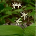 <p><strong>Smilacina stellata - Star-flowered Solomon Seal</strong></p><p><strong>Light: </strong><img src="https://champoegnursery.com/wp-content/uploads/2014/09/icon_full_shade.gif"/> / <img src="https://champoegnursery.com/wp-content/uploads/2014/09/icon_partial_shade.gif"/></p><p> <strong>Water: <img src="https://champoegnursery.com/wp-content/uploads/2014/09/icon_moist.gif"/></p> <p> Max Height: </strong> 18  in. <strong> Max Width: </strong> 12  in. </p><p><strong>Description: </strong>AKA Maianthemum stellata. This herbaceous plant produces soft green leaves and clusters of small white flowers. <strong>Zone: </strong>  7-9</p><p><img src="https://champoegnursery.com/wp-content/uploads/2014/09/icon_butterfly.gif"/>    <img src="https://champoegnursery.com/wp-content/uploads/2014/09/icon_wildlife.gif"/></p>