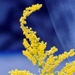 <p><strong>Solidago canadensis - Goldenrod</strong></p><p><strong>Light: </strong><img src="https://champoegnursery.com/wp-content/uploads/2014/09/icon_full_sun.gif"/>  </p><p> <strong>Water: <img src="https://champoegnursery.com/wp-content/uploads/2014/09/icon_moist.gif"/></p> <p> Max Height: </strong> 5 ft. <strong> Max Width: </strong> 5 ft. </p><p><strong>Description: </strong>A tall, spreading perennial, late blooming, from summer in to fall. Attractive to pollinators. <strong>Zone: </strong>  3-9</p><p><img src="https://champoegnursery.com/wp-content/uploads/2014/09/icon_butterfly.gif"/>    <img src="https://champoegnursery.com/wp-content/uploads/2014/09/icon_wildlife.gif"/></p>