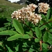 <p><strong>Sorbus sitchensis - Mountain Ash</strong></p><p><strong>Light: </strong><img src="https://champoegnursery.com/wp-content/uploads/2014/09/icon_full_sun.gif"/>  </p><p> <strong>Water: <img src="https://champoegnursery.com/wp-content/uploads/2014/09/icon_moist.gif"/></p> <p> Max Height: </strong> 12 ft. <strong> Max Width: </strong> 10 ft. </p><p><strong>Description: </strong>A low growing multi-branched shrub with attractive white flowers and red to orange fall color. <strong>Zone: </strong>  5-7</p><p><img src="https://champoegnursery.com/wp-content/uploads/2014/09/icon_butterfly.gif"/>    </p>