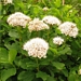 <p><strong>Spiraea betulifolia - Birchleaf Spiraea</strong></p><p><strong>Light: </strong><img src="https://champoegnursery.com/wp-content/uploads/2014/09/icon_full_sun.gif"/> / <img src="https://champoegnursery.com/wp-content/uploads/2014/09/icon_partial_shade.gif"/></p><p> <strong>Water: <img src="https://champoegnursery.com/wp-content/uploads/2014/09/icon_moist.gif"/></p> <p> Max Height: </strong> 3 ft. <strong> Max Width: </strong> 3 ft. </p><p><strong>Description: </strong>A low growing deciduous shrub with white to pink flowers and attractive fall foliage. <strong>Zone: </strong>  3-8</p><p><img src="https://champoegnursery.com/wp-content/uploads/2014/09/icon_butterfly.gif"/>    <img src="https://champoegnursery.com/wp-content/uploads/2014/09/icon_wildlife.gif"/></p>