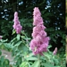 <p><strong>Spiraea douglasii - Douglas Spirea/Hardhack</strong></p><p><strong>Light: </strong><img src="https://champoegnursery.com/wp-content/uploads/2014/09/icon_full_sun.gif"/> / <img src="https://champoegnursery.com/wp-content/uploads/2014/09/icon_partial_shade.gif"/></p><p> <strong>Water: <img src="https://champoegnursery.com/wp-content/uploads/2014/09/icon_wet.gif"/> / <img src="https://champoegnursery.com/wp-content/uploads/2014/09/icon_moist.gif"/></p> <p> Max Height: </strong> 6 ft. <strong> Max Width: </strong> 6 ft. </p><p><strong>Description: </strong>This deciduous shrub produces spikes of bright pinkish-purple flowers in the early summer.  It is fast growing and prefers sunny areas and moist soils. <strong>Zone: </strong>  4-7</p><p><img src="https://champoegnursery.com/wp-content/uploads/2014/09/icon_butterfly.gif"/>    <img src="https://champoegnursery.com/wp-content/uploads/2014/09/icon_wildlife.gif"/></p>