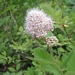 <p><strong>Spiraea pyramidata - Pyramid Spirea</strong></p><p><strong>Light: </strong><img src="https://champoegnursery.com/wp-content/uploads/2014/09/icon_full_sun.gif"/> / <img src="https://champoegnursery.com/wp-content/uploads/2014/09/icon_partial_shade.gif"/></p><p> <strong>Water: <img src="https://champoegnursery.com/wp-content/uploads/2014/09/icon_dry.gif"/> / <img src="https://champoegnursery.com/wp-content/uploads/2014/09/icon_moist.gif"/></p> <p> Max Height: </strong> 4 ft. <strong> Max Width: </strong> 4 ft. </p><p><strong>Description: </strong>This shrub produces stems with clusters of soft white flowers that may have a pink or purple tint. <strong>Zone: </strong>  7-9</p><p><img src="https://champoegnursery.com/wp-content/uploads/2014/09/icon_butterfly.gif"/>    <img src="https://champoegnursery.com/wp-content/uploads/2014/09/icon_wildlife.gif"/></p>