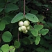 <p><strong>Symphoricarpus mollis - Creeping Snowberry</strong></p><p><strong>Light: </strong><img src="https://champoegnursery.com/wp-content/uploads/2014/09/icon_full_sun.gif"/> / <img src="https://champoegnursery.com/wp-content/uploads/2014/09/icon_partial_shade.gif"/></p><p> <strong>Water: <img src="https://champoegnursery.com/wp-content/uploads/2014/09/icon_dry.gif"/></p> <p> Max Height: </strong> 2 ft. <strong> Max Width: </strong> 2 ft. </p><p><strong>Description: </strong>This shrub has stems that trail along the ground and hairy twigs.  It produces smaller flowers and fruit than S. albus. <strong>Zone: </strong>  4-5</p><p><img src="https://champoegnursery.com/wp-content/uploads/2014/09/icon_butterfly.gif"/>    <img src="https://champoegnursery.com/wp-content/uploads/2014/09/icon_wildlife.gif"/></p>