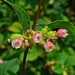 <p><strong>Symphoricarpus albus - Common Snowberry</strong></p><p><strong>Light: </strong><img src="https://champoegnursery.com/wp-content/uploads/2014/09/icon_full_sun.gif"/> / <img src="https://champoegnursery.com/wp-content/uploads/2014/09/icon_partial_shade.gif"/></p><p> <strong>Water: <img src="https://champoegnursery.com/wp-content/uploads/2014/09/icon_dry.gif"/> / <img src="https://champoegnursery.com/wp-content/uploads/2014/09/icon_moist.gif"/></p> <p> Max Height: </strong> 5 ft. <strong> Max Width: </strong> 5 ft. </p><p><strong>Description: </strong>This deciduous shrub produces tiny pink to white flowers in the summer and white berries in the fall that last into the winter.  It tolerates dry to moist soils. <strong>Zone: </strong>  3-7</p><p><img src="https://champoegnursery.com/wp-content/uploads/2014/09/icon_butterfly.gif"/>    <img src="https://champoegnursery.com/wp-content/uploads/2014/09/icon_wildlife.gif"/></p>