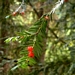 <p><strong>Taxus brevifolia - Pacific Yew</strong></p><p><strong>Light: </strong><img src="https://champoegnursery.com/wp-content/uploads/2014/09/icon_full_sun.gif"/> / <img src="https://champoegnursery.com/wp-content/uploads/2014/09/icon_partial_shade.gif"/> / <img src="https://champoegnursery.com/wp-content/uploads/2014/09/icon_full_shade.gif"/>  </p><p> <strong>Water: <img src="https://champoegnursery.com/wp-content/uploads/2014/09/icon_moist.gif"/></p> <p> Max Height: </strong> 50 ft. <strong> Max Width: </strong> 30 ft. </p><p><strong>Description: </strong>This evergreen has scaly brown bark and green needles.  Native peoples used this wood to make weapons. <strong>Zone: </strong>  7-9</p><p>    <img src="https://champoegnursery.com/wp-content/uploads/2014/09/icon_wildlife.gif"/></p>