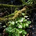 <p><strong>Tellima grandiflora - Fringe Cup</strong></p><p><strong>Light: </strong><img src="https://champoegnursery.com/wp-content/uploads/2014/09/icon_full_shade.gif"/>/ <img src="https://champoegnursery.com/wp-content/uploads/2014/09/icon_partial_shade.gif"/></p><p> <strong>Water: <img src="https://champoegnursery.com/wp-content/uploads/2014/09/icon_moist.gif"/></p> <p> Max Height: </strong> 24  in. <strong> Max Width: </strong> 12  in. </p><p><strong>Description: </strong>This herbaceous perennial blooms in late spring and displays greenish-white to pink flowers on tall spikes. <strong>Zone: </strong>  7-9</p><p><img src="https://champoegnursery.com/wp-content/uploads/2014/09/icon_butterfly.gif"/>    </p>