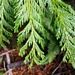 <p><strong>Thuja plicata - Western Red Cedar</strong></p><p><strong>Light: </strong><img src="https://champoegnursery.com/wp-content/uploads/2014/09/icon_full_shade.gif"/>/ <img src="https://champoegnursery.com/wp-content/uploads/2014/09/icon_partial_shade.gif"/></p><p> <strong>Water: <img src="https://champoegnursery.com/wp-content/uploads/2014/09/icon_moist.gif"/></p> <p> Max Height: </strong> 200 ft. <strong> Max Width: </strong> 50 ft. </p><p><strong>Description: </strong>This large evergreen tree has fragrant, scale-like foliage, not needles.  Its barks strips off in long pieces and its branches are gracefully drooping.  It prefers moist to wet soils and shady areas. <strong>Zone: </strong> 5</p><p>    <img src="https://champoegnursery.com/wp-content/uploads/2014/09/icon_wildlife.gif"/></p>