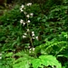 <p><strong>Tiarella trifoliata - Foam flower</strong></p><p><strong>Light: </strong><img src="https://champoegnursery.com/wp-content/uploads/2014/09/icon_full_shade.gif"/> / <img src="https://champoegnursery.com/wp-content/uploads/2014/09/icon_partial_shade.gif"/></p><p> <strong>Water: <img src="https://champoegnursery.com/wp-content/uploads/2014/09/icon_moist.gif"/></p> <p> Max Height: </strong> 24  in. <strong> Max Width: </strong> 12  in. </p><p><strong>Description: </strong>This perennial blooms with small white flowers on tall stalks in late spring. <strong>Zone: </strong>  7-9</p><p><img src="https://champoegnursery.com/wp-content/uploads/2014/09/icon_butterfly.gif"/>    </p>