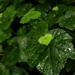 <p><strong>Tolmiea menziesii - Youth-on-Age</strong></p><p><strong>Light: </strong><img src="https://champoegnursery.com/wp-content/uploads/2014/09/icon_full_shade.gif"/> / <img src="https://champoegnursery.com/wp-content/uploads/2014/09/icon_partial_shade.gif"/></p><p> <strong>Water: <img src="https://champoegnursery.com/wp-content/uploads/2014/09/icon_moist.gif"/></p> <p> Max Height: </strong> 24  in. <strong> Max Width: </strong> 12  in. </p><p><strong>Description: </strong>A perennial ground cover with delicate greenish to chocolate brown flowers which form along a one-sided raceme.  Small plantlets form at the base of the leaf blades. <strong>Zone: </strong>  7-9</p><p><img src="https://champoegnursery.com/wp-content/uploads/2014/09/icon_butterfly.gif"/>    </p>