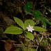 <p><strong>Trientalis latifolia - Western Starflower</strong></p><p><strong>Light: </strong><img src="https://champoegnursery.com/wp-content/uploads/2014/09/icon_partial_shade.gif"/></p><p> <strong>Water: <img src="https://champoegnursery.com/wp-content/uploads/2014/09/icon_dry.gif"/> / <img src="https://champoegnursery.com/wp-content/uploads/2014/09/icon_moist.gif"/></p> <p> Max Height: </strong> 8  in. <strong> Max Width: </strong> 12  in. </p><p><strong>Description: </strong>This ground cover produces tiny light pink and white flowers with six petals.  The tubers were cooked and eaten by Native peoples. <strong>Zone: </strong>  7-9</p><p><img src="https://champoegnursery.com/wp-content/uploads/2014/09/icon_butterfly.gif"/>    </p>