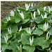 <p><strong>Trillium albidum - Giant Trillium</strong></p><p><strong>Light: </strong><img src="https://champoegnursery.com/wp-content/uploads/2014/09/icon_full_shade.gif"/> / <img src="https://champoegnursery.com/wp-content/uploads/2014/09/icon_partial_shade.gif"/></p><p> <strong>Water: <img src="https://champoegnursery.com/wp-content/uploads/2014/09/icon_moist.gif"/></p> <p> Max Height: </strong> 24  in. <strong> Max Width: </strong> 18  in. </p><p><strong>Description: </strong>This large trillium produces dark red/magenta, greenish yellow to white flowers. <strong>Zone: </strong>  7-9</p><p>    <img src="https://champoegnursery.com/wp-content/uploads/2014/09/icon_wildlife.gif"/></p>