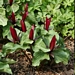 <p><strong>Trillium kurabayashi - Giant Purple Trillium</strong></p><p><strong>Light: </strong><img src="https://champoegnursery.com/wp-content/uploads/2014/09/icon_full_shade.gif"/> / <img src="https://champoegnursery.com/wp-content/uploads/2014/09/icon_partial_shade.gif"/></p><p> <strong>Water: <img src="https://champoegnursery.com/wp-content/uploads/2014/09/icon_moist.gif"/></p> <p> Max Height: </strong> 18  in. <strong> Max Width: </strong> 12  in. </p><p><strong>Description: </strong>This large trillium produces a purple flower. <strong>Zone: </strong>  7-9</p><p>    <img src="https://champoegnursery.com/wp-content/uploads/2014/09/icon_wildlife.gif"/></p>