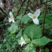 <p><strong>Trillium ovatum - Western Trillium/Wake robin</strong></p><p><strong>Light: </strong><img src="https://champoegnursery.com/wp-content/uploads/2014/09/icon_full_shade.gif"/> / <img src="https://champoegnursery.com/wp-content/uploads/2014/09/icon_partial_shade.gif"/></p><p> <strong>Water: <img src="https://champoegnursery.com/wp-content/uploads/2014/09/icon_wet.gif"/> / <img src="https://champoegnursery.com/wp-content/uploads/2014/09/icon_moist.gif"/></p> <p> Max Height: </strong> 18  in. <strong> Max Width: </strong> 12  in. </p><p><strong>Description: </strong>This trillium produces stark white flowers. <strong>Zone: </strong>  7-9</p><p>    <img src="https://champoegnursery.com/wp-content/uploads/2014/09/icon_wildlife.gif"/></p>