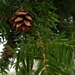 <p><strong>Tsuga heteropylla - Western Hemlock</strong></p><p><strong>Light: </strong><img src="https://champoegnursery.com/wp-content/uploads/2014/09/icon_full_sun.gif"/> / <img src="https://champoegnursery.com/wp-content/uploads/2014/09/icon_partial_shade.gif"/></p><p> <strong>Water: <img src="https://champoegnursery.com/wp-content/uploads/2014/09/icon_dry.gif"/> / <img src="https://champoegnursery.com/wp-content/uploads/2014/09/icon_moist.gif"/></p> <p> Max Height: </strong> 200 ft. <strong> Max Width: </strong> 40 ft. </p><p><strong>Description: </strong>This large evergreen tree has small, flat, spray like needles.  It prefers moist soils and is very shade tolerant. <strong>Zone: </strong> 5</p><p>    <img src="https://champoegnursery.com/wp-content/uploads/2014/09/icon_wildlife.gif"/></p>