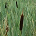 <p><strong>Typha latifolia - Common Cattail</strong></p><p><strong>Light: </strong><img src="https://champoegnursery.com/wp-content/uploads/2014/09/icon_full_sun.gif"/> / <img src="https://champoegnursery.com/wp-content/uploads/2014/09/icon_partial_shade.gif"/></p><p> <strong>Water: <img src="https://champoegnursery.com/wp-content/uploads/2014/09/icon_wet.gif"/> / <img src="https://champoegnursery.com/wp-content/uploads/2014/09/icon_moist.gif"/></p> <p> Max Height: </strong> 6 ft. <strong> Max Width: </strong> 1 ft. </p><p><strong>Description: </strong>This herbaceous plant has erect leaves and stems and produces a flower that is a long brown cylinder at the end of the stem. <strong>Zone: </strong> 5</p><p>    <img src="https://champoegnursery.com/wp-content/uploads/2014/09/icon_wildlife.gif"/></p>