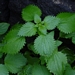 <p><strong>Urtica dioica - Stinging Nettle</strong></p><p><strong>Light: </strong><img src="https://champoegnursery.com/wp-content/uploads/2014/09/icon_full_sun.gif"/> / <img src="https://champoegnursery.com/wp-content/uploads/2014/09/icon_partial_shade.gif"/></p><p> <strong>Water: <img src="https://champoegnursery.com/wp-content/uploads/2014/09/icon_moist.gif"/></p> <p> Max Height: </strong> 8 ft. <strong> Max Width: </strong> 3 ft. </p><p><strong>Description: </strong>This perennial has narrowly pointed leaves and tiny greenish flowers in drooping clusters.  The hairs on the leaves and stem sting the skin when touched. <strong>Zone: </strong>  7-9</p><p><img src="https://champoegnursery.com/wp-content/uploads/2014/09/icon_butterfly.gif"/>    <img src="https://champoegnursery.com/wp-content/uploads/2014/09/icon_wildlife.gif"/></p>