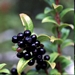 <p><strong>Vaccinium ovatum - Evergreen Huckleberry</strong></p><p><strong>Light: </strong><img src="https://champoegnursery.com/wp-content/uploads/2014/09/icon_full_sun.gif"/> / <img src="https://champoegnursery.com/wp-content/uploads/2014/09/icon_partial_shade.gif"/> / <img src="https://champoegnursery.com/wp-content/uploads/2014/09/icon_full_shade.gif"/>  </p><p> <strong>Water: <img src="https://champoegnursery.com/wp-content/uploads/2014/09/icon_moist.gif"/></p> <p> Max Height: </strong> 8 ft. <strong> Max Width: </strong> 5 ft. </p><p><strong>Description: </strong>This evergreen shrub has serrated, small, shiny, dark green leaves and produces pink flowers and purplish-black berries. <strong>Zone: </strong>  7-9</p><p><img src="https://champoegnursery.com/wp-content/uploads/2014/09/icon_butterfly.gif"/>    <img src="https://champoegnursery.com/wp-content/uploads/2014/09/icon_wildlife.gif"/></p>