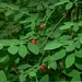 <p><strong>Vaccinium parvifolium - Red Huckleberry</strong></p><p><strong>Light: </strong><img src="https://champoegnursery.com/wp-content/uploads/2014/09/icon_full_sun.gif"/> / <img src="https://champoegnursery.com/wp-content/uploads/2014/09/icon_partial_shade.gif"/> / <img src="https://champoegnursery.com/wp-content/uploads/2014/09/icon_full_shade.gif"/>  </p><p> <strong>Water: <img src="https://champoegnursery.com/wp-content/uploads/2014/09/icon_moist.gif"/></p> <p> Max Height: </strong> 8 ft. <strong> Max Width: </strong> 5 ft. </p><p><strong>Description: </strong>This shrub has small, oval, light green leaves and produces pink to greenish-yellow flowers and red berries. <strong>Zone: </strong>  7-9</p><p><img src="https://champoegnursery.com/wp-content/uploads/2014/09/icon_butterfly.gif"/>    <img src="https://champoegnursery.com/wp-content/uploads/2014/09/icon_wildlife.gif"/></p>