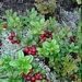 <p><strong>Vaccinium vitis-idaea - Lingon-berry</strong></p><p><strong>Light: </strong><img src="https://champoegnursery.com/wp-content/uploads/2014/09/icon_full_sun.gif"/> / <img src="https://champoegnursery.com/wp-content/uploads/2014/09/icon_partial_shade.gif"/></p><p> <strong>Water: <img src="https://champoegnursery.com/wp-content/uploads/2014/09/icon_moist.gif"/></p> <p> Max Height: </strong> 4  in. <strong> Max Width: </strong> 1 ft. </p><p><strong>Description: </strong>This evergreen ground cover has small dark green glossy leaves and produces pink flowers and then red-orange berries. <strong>Zone: </strong>  7-9</p><p><img src="https://champoegnursery.com/wp-content/uploads/2014/09/icon_butterfly.gif"/>    <img src="https://champoegnursery.com/wp-content/uploads/2014/09/icon_wildlife.gif"/></p>